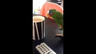 White Fronted Amazon Parrot Chiko steals toast [upl. by Doerrer]