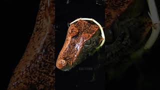 Floki the Cuviers Dwarf Caiman share reptiles trending shorts subscribe follow new best [upl. by Lehcor]