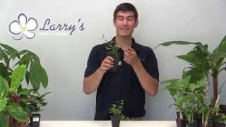 How to Grow Goji Berry wolfberry at Home [upl. by Sladen]