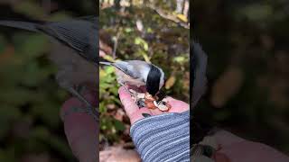 Chickadee nuthatch and titmouse come for a treat [upl. by Anas953]