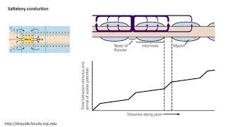 Neurobiology 35 Properties of action potentials [upl. by Odlavu]