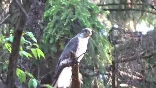 Northern Goshawk dive bombing me [upl. by Chilt]