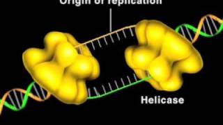 DNA helicase [upl. by Wilfreda882]