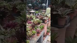 Bromeliads plants beautifulflowersintheworld shortvideo shorts short [upl. by Marijane]