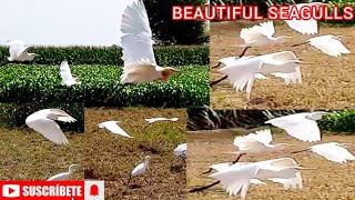 BEAUTIFUL SEAGULLS  AMAZING BEAUTIFUL SEAGULLS EATING FOOD  BEAUTIFUL BIRDS IN THE WORLD [upl. by Kotz]