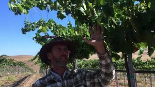 Paicines Ranch vineyard Kelly Mulville [upl. by Kincaid]