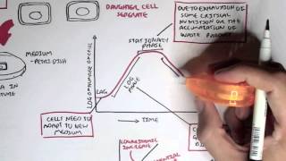 Microbiology  Bacteria Growth Reproduction Classification [upl. by Airrehs483]