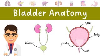 Anatomy of the BLADDER made easy [upl. by Ollecram]