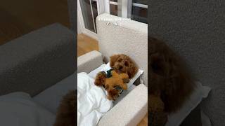 it’s bath time puppy poodle asmr pets viral funny dog doglife [upl. by Meingolda]