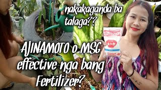 Paano ang pagdidilig ng AJINAMOTOMSG sa Plants  Watering my plants using VETSINMSG as fertilizer [upl. by Ailekahs]