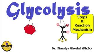 Glycolysis step by step explanation competitiveexams [upl. by Aivatnuhs]