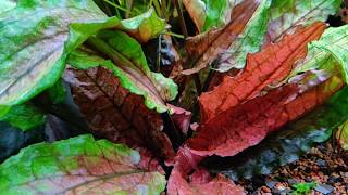 Cryptocoryne wendtii Green Gecko [upl. by Ziana]