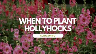 When To Plant Hollyhocks [upl. by Hamlin]