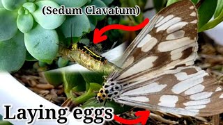 How to get rid of Caterpillars on Plants  Caterpillars eating Succulent leavesPlants  Neem Oil [upl. by Duntson87]