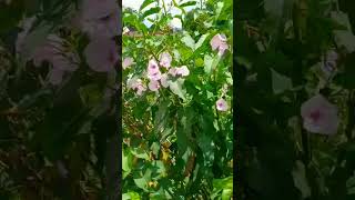 Ipomoea carnea  Besharam plant nature trending [upl. by Aneeh]