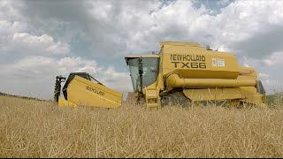 Rapsernte 2015 New Holland auf der Jagd nach dem schwarzen Gold New Holland TX 66 [upl. by Coyle]