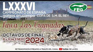 Segunda Jornada Octavos LXXXVI Campeonato de España Galgos en Campo COPA DE SM EL REY [upl. by Eitisahc]