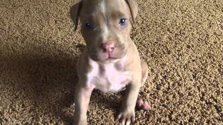 blue fawn pitbull puppy one month old [upl. by Darleen]