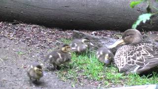 Threedayold shoveler ducklings [upl. by Ahseikram]