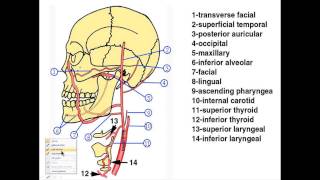 The Pharynx A Concise Review [upl. by Silden493]