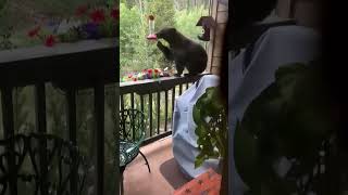 Bear climbs over balcony to eat bird seeds 😮 [upl. by Coralie]