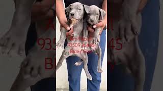 Am Pitbull Blue Grey Puppy Sale BestDogsDealsIndia [upl. by Akemehs]