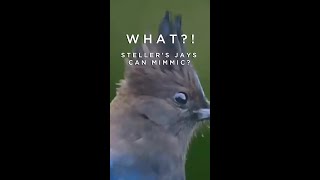 Stellers Jay mimic vocalizations [upl. by Atsiuqal438]