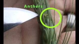 Anthesis Flowering in Wheat [upl. by Ahsinut]