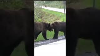 Epic Grizzly Bear Fight for Mating Rights [upl. by Ermey111]