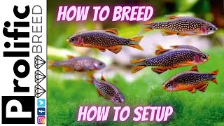 HOW TO BREED CELESTRIAL PEARL DANIO CPD ZEBRA DANIO FISH  SETUP [upl. by Ynnhoj]