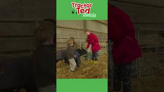 Look At The Calf Wearing A Jacket  Tractor Ted Shorts  Tractor Ted Official Channel [upl. by Lorollas265]