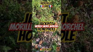 Morchella paradise morille morel morchella mushrooms morchel champignons funghi asmr nature [upl. by Jerrold498]