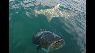 Giant Hammerhead Shark and Goliath Grouper Action [upl. by Yrrok]