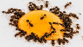 Ants Eating Honey Time Lapse [upl. by Liza]