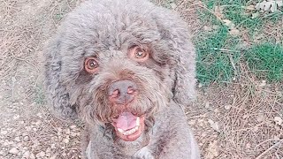 Lagotto Romagnolo [upl. by Ines]