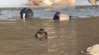 Ringnecked Duck at Dishley Pool Loughborough [upl. by Eniala]