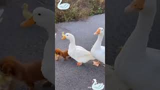 duck dog funny video trending shorts video2024 [upl. by Ruscio]