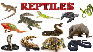 REPTILES  Reptiles video for kids  The Kituu World [upl. by Adnical]