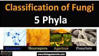 Fungi Classification  5 Phyla with examples fungi biologyexams4u [upl. by Aubry]