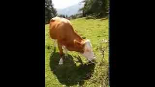 happy cow  at Fanningberg in Mauterndorf Lungau Austria 2008 [upl. by Ielak316]