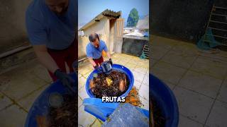 Adicionando matéria orgânica na composteira alimentaçãosaudável composteira horta composting [upl. by Ahsinrad]