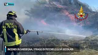 Incendi in Sardegna strage di pecore e ulivi secolari [upl. by Dulcie]