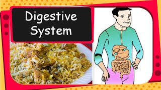 Science  How human digestive system works  English [upl. by Leisam]