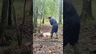 Rescate de Oveja atacada por un perro y atrapada Animales Indefensos en la Naturaleza [upl. by Yllek]