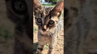 Meow kitty  Baby kitten is meowing  So sweet cat funny cute meow [upl. by Nahsaj]