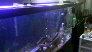 DIY 125 Gallon Fish Tank Stand [upl. by Iatnwahs]