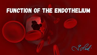 Function Of The Endothelium [upl. by Nelyak]