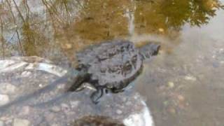 Snapping Turtle Hatchlings Hibernate [upl. by Eirot]