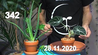 Alocasia Pilea Chili und mehr Zimmerpflanzen Geschichten mit tollen Überraschungen im Pflanzenrei [upl. by Ax310]