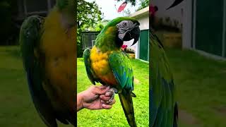 Beautiful Miligold Hybrid Macaw beautiful macaw shorts [upl. by Anirahs]